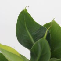 Grüne Zimmerpflanzen Trendy 12cm sort 4St