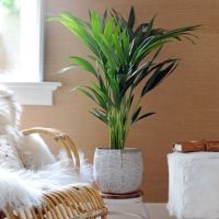 Kentia Zimmerpalme XXL Howea Forsteriana 24cm
