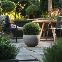 Japanische Stechpalme Ilex Crenata Kugel 17cm