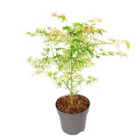 Japanischer Ahorn Acer Ukigumo 19cm