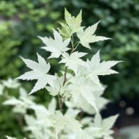 Japanischer Ahorn Acer Ukigumo 19cm