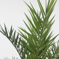 Kanarische Dattelpalme Phoenix canariensis 15cm
