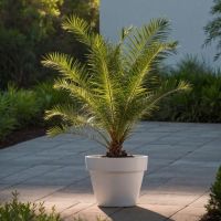 Kanarische Dattelpalme Phoenix canariensis 15cm