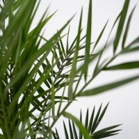 Kanarische Dattelpalme Phoenix canariensis 15cm