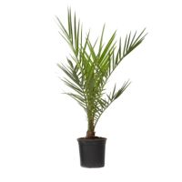 Kanarische Dattelpalme Phoenix canariensis 15cm