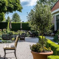 Olivenbaum Olea Europeana 19cm