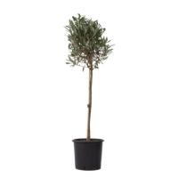 Olivenbaum XL Olea Europaea auf Stiel 21cm